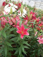 [5357 Night Fever DJ No02.JPG]